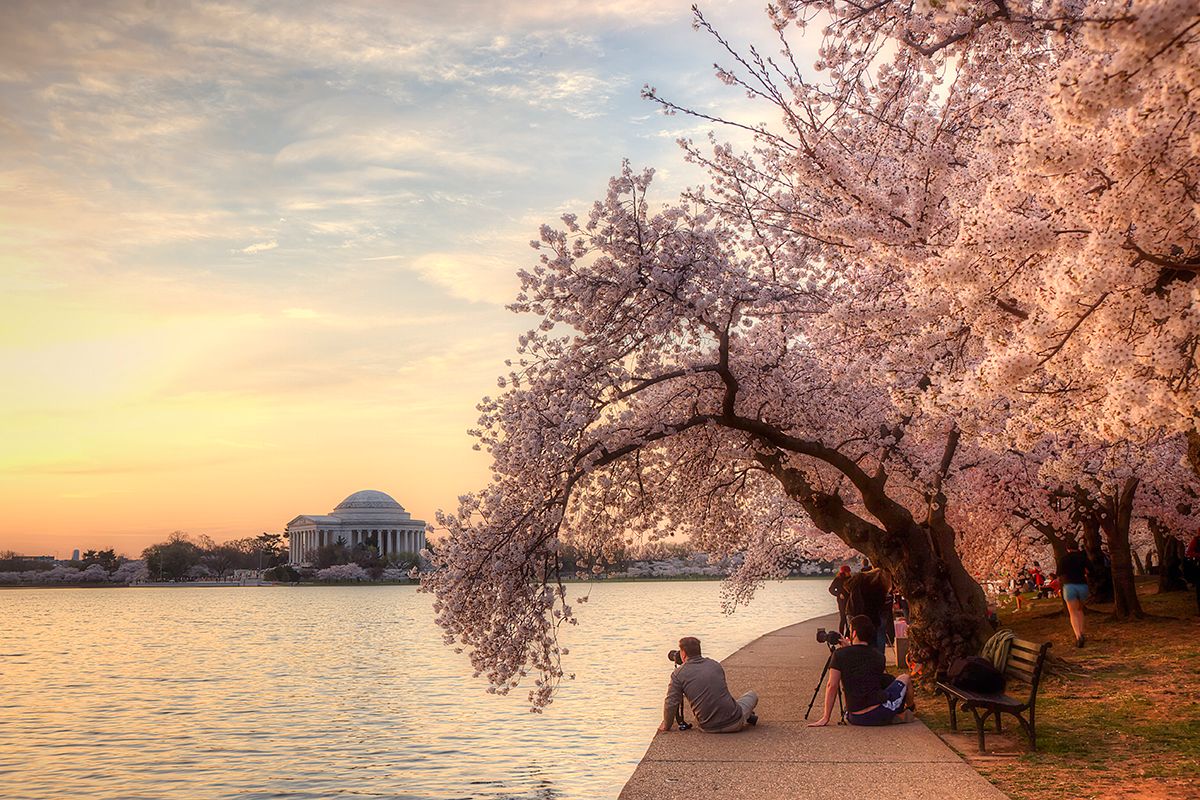 How to Best Enjoy the Washington DC Cherry Blossom Festival