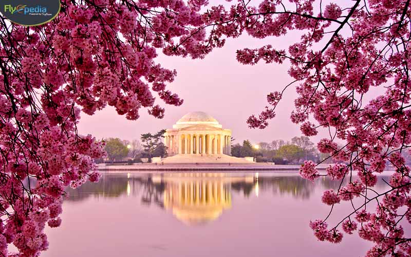 Cherry Blossom Festival 1