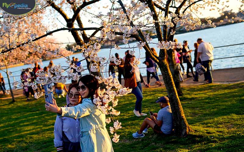 Cherry Blossom Festival 10