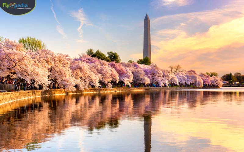 Cherry Blossom Festival 4