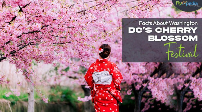 Facts About Washington DC’s Cherry Blossom Festival