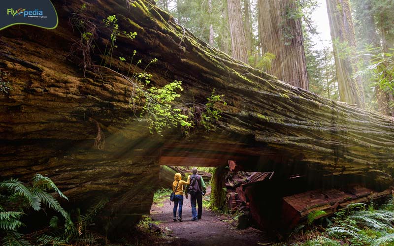 Redwood State Parks California