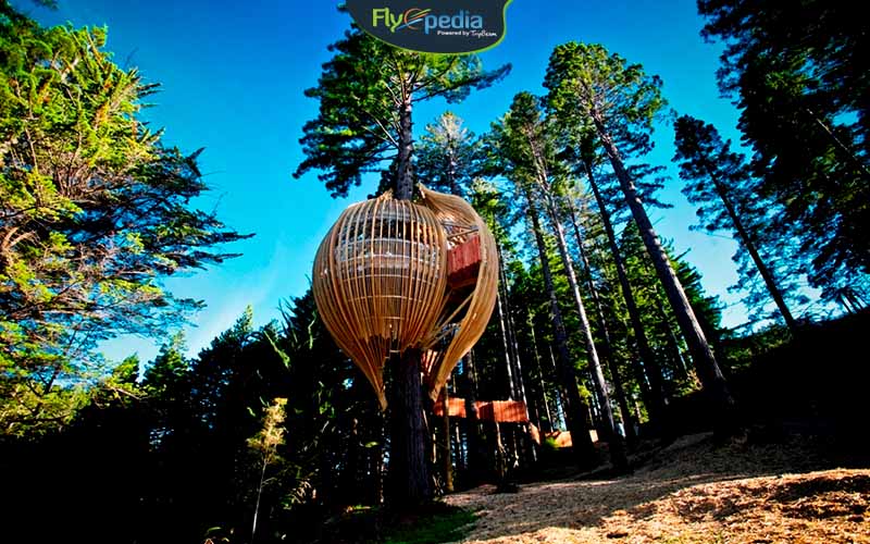 Tree house Restaurant New Zealand
