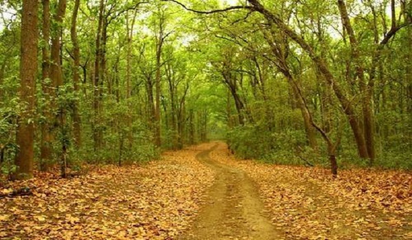 Jim Corbett National Park | cheap flights to India