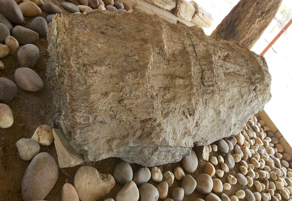 Akal Wood Fossil Park - Indian Geo-Sites to Satisfy Travel-Appetites