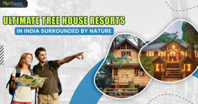 Ultimate Tree House Resorts in India Surrounded by Nature