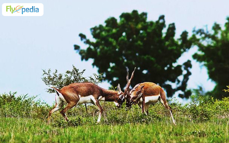 Rollapadu Wildlife Sanctuary