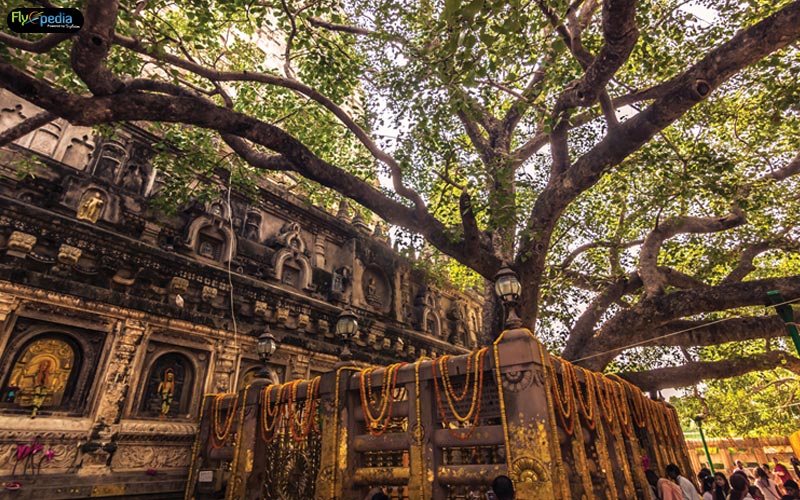 The Mahabodhi tree