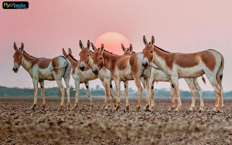 Wild ass sanctuary in kutch