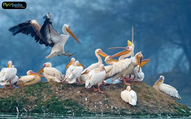 Bharatpur Bird Sanctuary Rajasthan