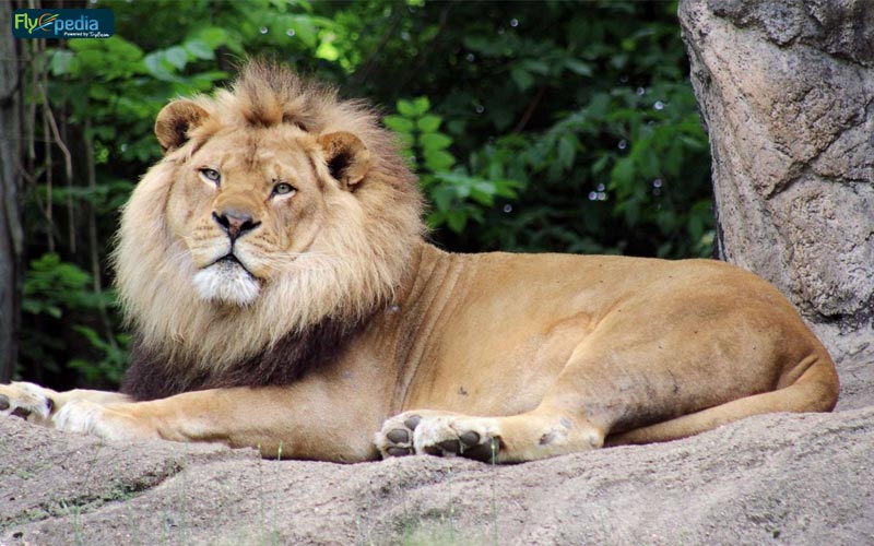 Catch glimpses of Asiatic Lions at Sardar Patel Zoological Park Jungle safari