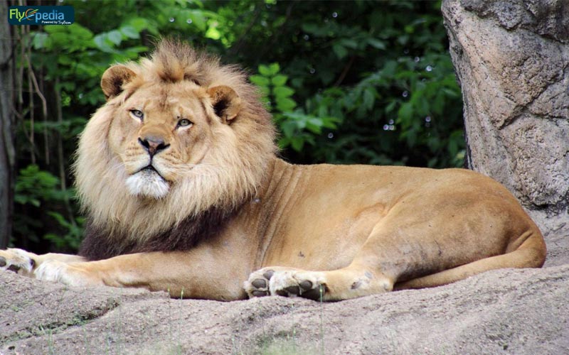 Catch glimpses of Asiatic Lions at Sardar Patel Zoological Park Jungle safari Catch glimpses of Asiatic Lions at Sardar Patel Zoological Park Jungle safari