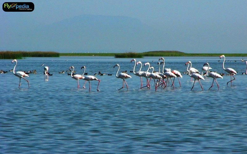 Chilika Lake Bird Sanctuary Orissa