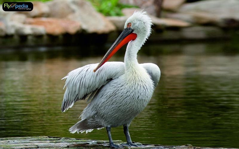 Nal Sarovar Bird Sanctuary Gujarat