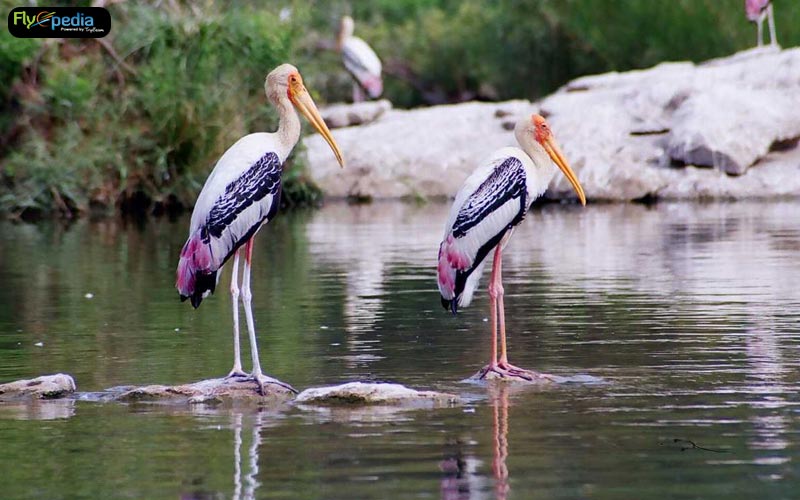Ranganathittu Bird Sanctuary Karnataka