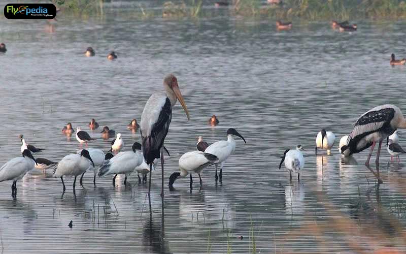 Sultanpur Bird Sanctuary Haryana