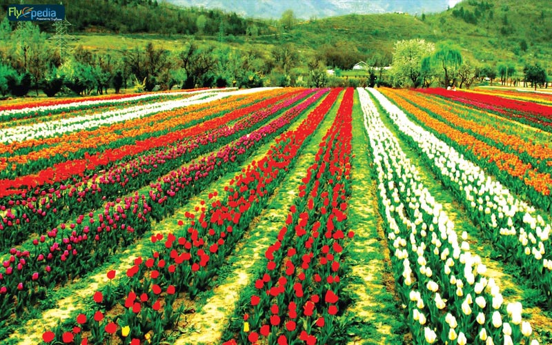 Tulip garden