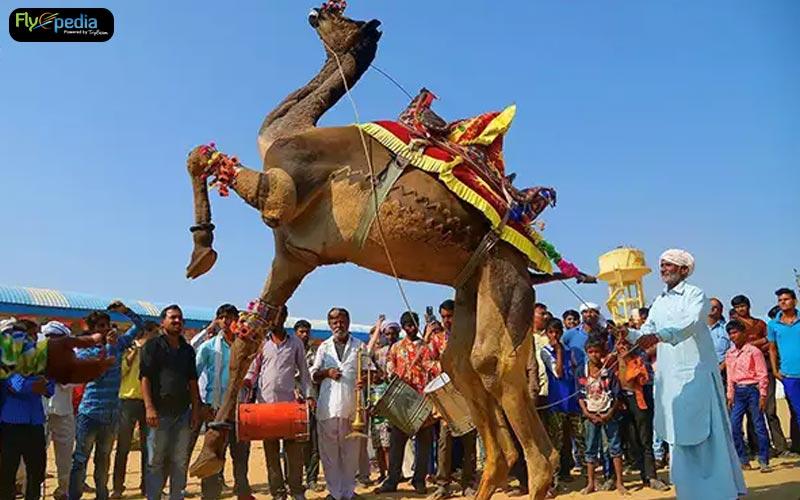 Witness the 100 years old camel and cattle trading event