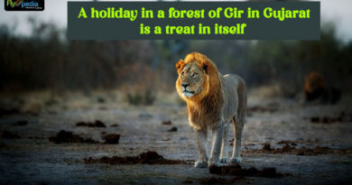 A holiday in a forest of Gir in Gujarat
