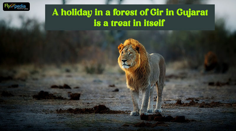 A holiday in a forest of Gir in Gujarat