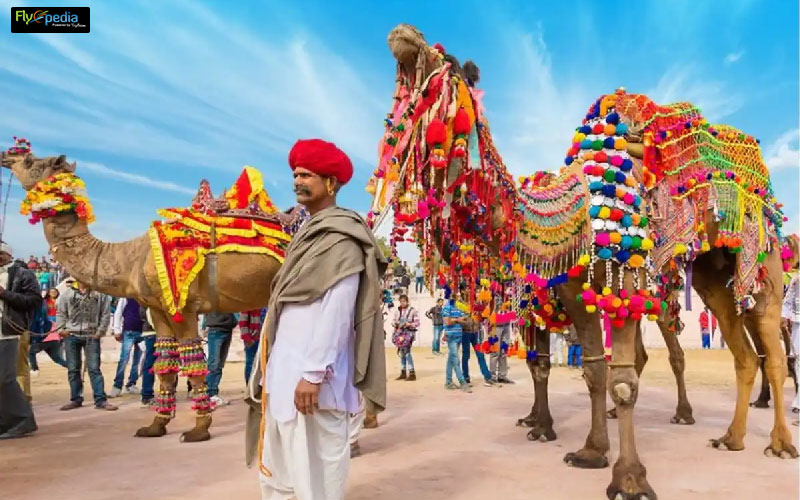 Bikaner Camel Festival How Is It Celebrated