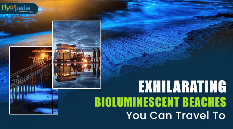 Exhilarating Bioluminescent Beaches You Can Travel To -