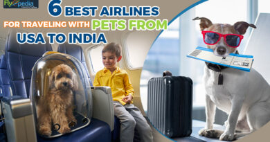 6 Best Airlines for Traveling with Pets From USA to India
