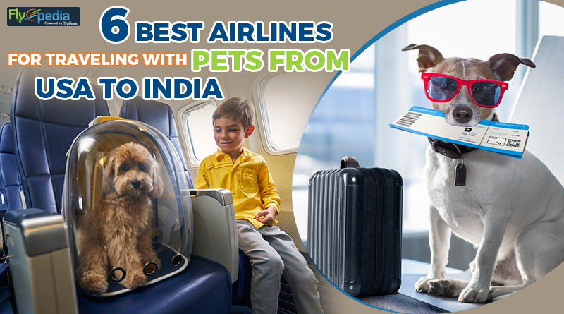 6 Best Airlines for Traveling with Pets From USA to India