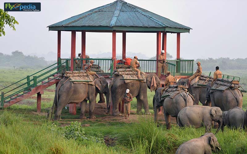 Kaziranga National Park Assam