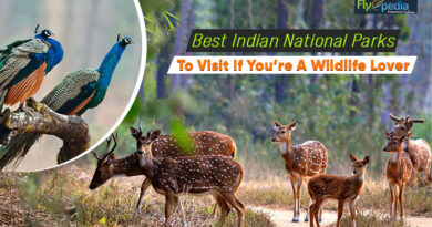 Best Indian National Parks To Visit If You’re A Wildlife Lover