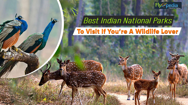 Best Indian National Parks To Visit If You’re A Wildlife Lover