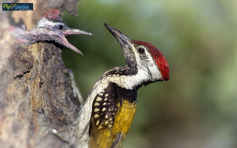 Bharatpur A Bird’s Heaven