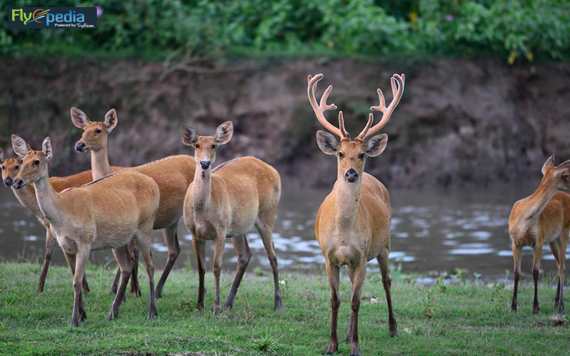 Kaziranga National Park
