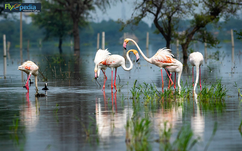 Keoladeo National Park