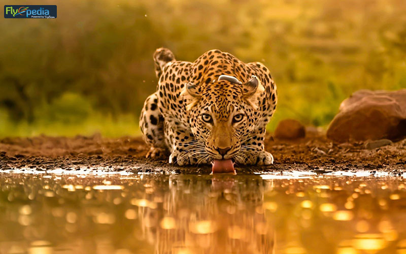 Ranthambore National Park The Big Cat's Game Parlor