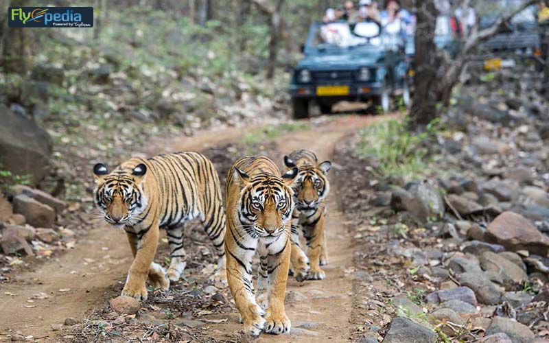 Ranthambore National Park