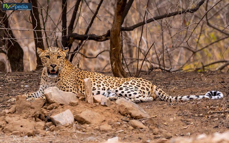 Sariska A Trove of Fascinating Flora and Fauna