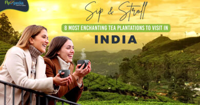 Sip and Stroll 8 Most Enchanting Tea Plantations to Visit in India
