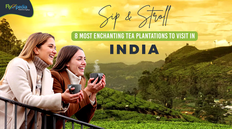 Sip and Stroll 8 Most Enchanting Tea Plantations to Visit in India